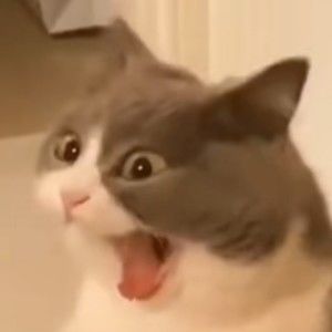 Meet your Posher, Hailey